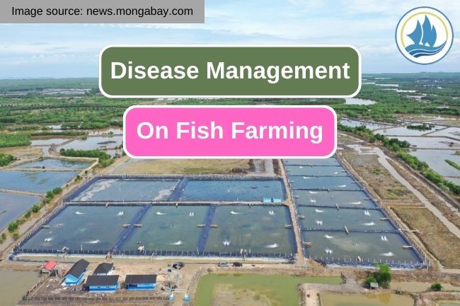 Disease Management in Fish Farming for Sustainable Aquaculture